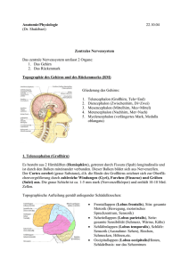 Anatomie/Physiologie 22.10.04 (Dr. Shakibaei) Zentrales