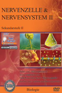 Nervenzelle & Nervensystem II