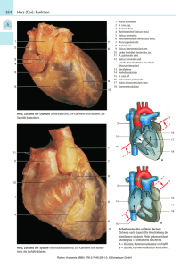 Herz (Cor): Funktion 264