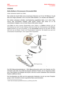 1.3 Infoblatt Zelle Zellkern Chromosom Chromatid DNA
