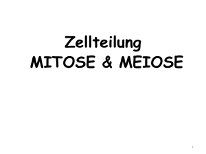 Zellteilung MITOSE & MEIOSE