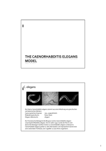 THE CAENORHABDITIS ELEGANS MODEL