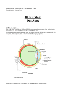 10. Kurstag: Das Auge