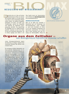 Organe aus dem Zellabor