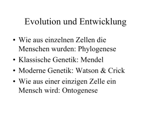 Evolution und Entwicklung