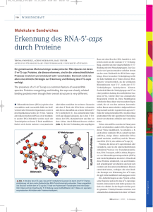 Erkennung des RNA-5`-caps durch Proteine