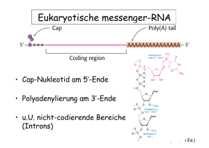 Eukaryotische messenger-RNA