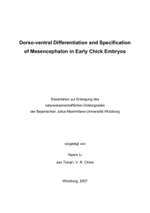Dorso-ventral Differentiation and Specification of