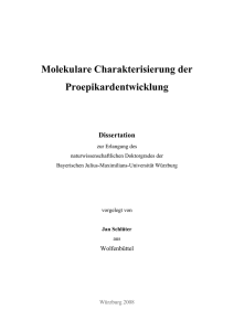 Molekulare Charakterisierung der Proepikardentwicklung