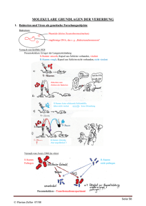 MOLEKULARE GRUNDLAGEN DER VERERBUNG