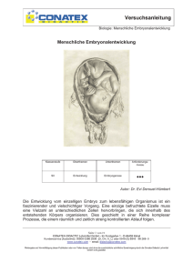 Menschliche Embryonalentwicklung