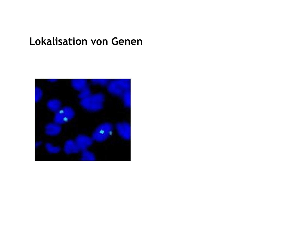 Lokalisation von Genen