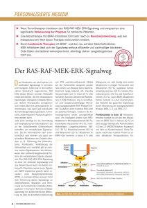 Der RAS-RAF-MEK-ERK-Signalweg