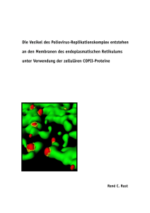 Die Vesikel des Poliovirus-Replikationskomplex entstehen an den