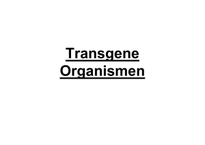 Transgene Organismen