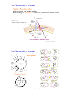 DNA-Übertragung bei Bakterien Natürliche Transformation DNA