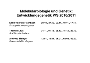 Molekularbiologie und Genetik: Entwicklungsgenetik WS 2010/2011