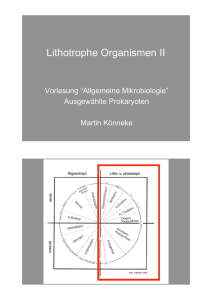 Lithotrophe Organismen II