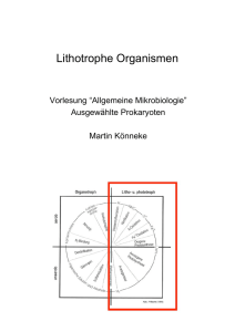 Lithotrophe Organismen