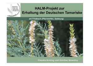 HALM-Projekt zur Erhaltung der Deutschen Tamariske