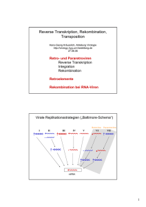 Reverse Transkription, Rekombination, Transposition