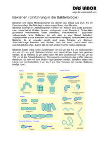 Bakterien (Einführung in die Bakteriologie)