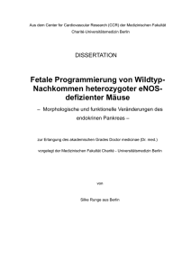 Fetale Programmierung von Wildtyp