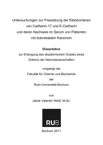 Untersuchungen zur Freisetzung der Ektodomänen von Cadherin