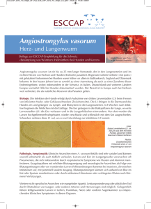 Angiostrongylus vasorum