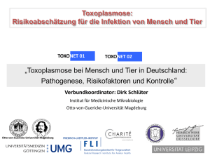 „Toxoplasmose bei Mensch und Tier in Deutschland: Pathogenese