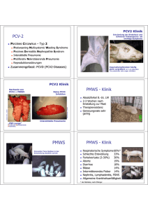 PCV-2 PMWS - Klinik PMWS