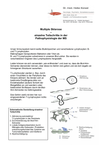 Multiple Sklerose – einzelne Teilschritte in der Pathophysiologie der