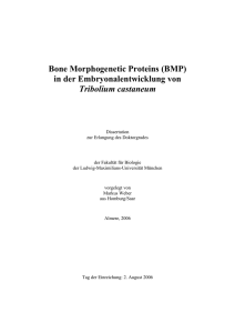 Bone Morphogenetic Proteins (BMP) in der Embryonalentwicklung