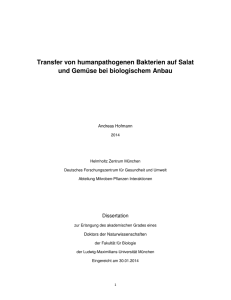 Transfer von humanpathogenen Bakterien auf Salat und Gemüse