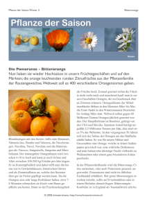 Pflanze im Januar: Orange