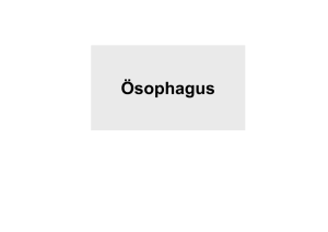 Ösophagus