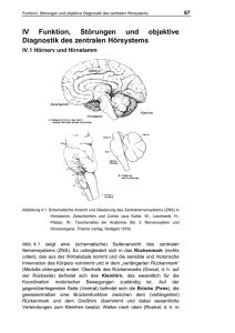 IV Funktion, St&ouml;rungen und objektive Diagnostik des zentralen