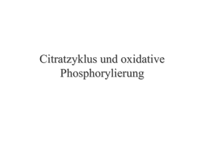 Citratzyklus und oxidative Phosphorylierung