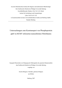 Untersuchungen zum Kerntransport von Phosphoprotein pp65 in