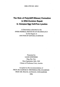 The Role of Poly(ADP-Ribose) Formation - ETH E