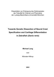Towards Genetic Dissection of Neural Crest Specification and