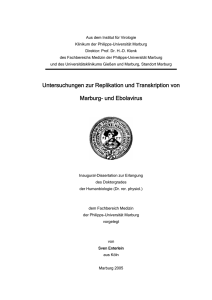Untersuchungen zur Replikation und Transkription von Marburg