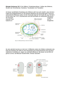 Biologie Vorlesung, 20.11: Der Zellkern, Proteinbiosynthese I