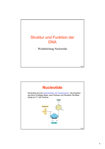 Struktur und Funktion der DNA Nucleotide