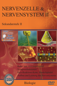 Nervenzelle und Nervensystem II