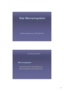 Das Nervensystem