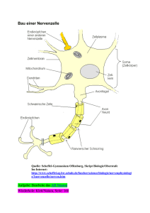 Bau einer Nervenzelle
