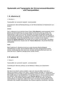 Hirnnerven - RadarContact.de