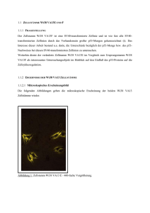 1.1 Zellst&auml;mme Wi38 VA13E und F