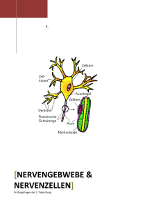 Nervengewebe und Nervensystem